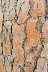 texture of the bark of a tree, pine bark