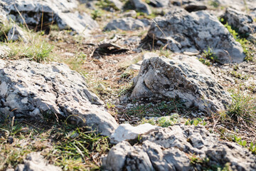 rocks in the forest, small stones