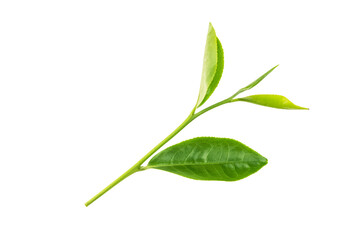 Young green tea leaves isolated on white background