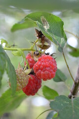 Raspberries (Rubus idaeus in Latin) in the summer garden 