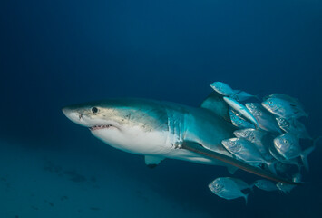 Great white shark swimming with a school of jackfish, Neptune Islands, South Australia.