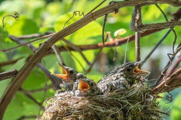 Flycatchers chicks in the nest. A brood of chicks is gradually covered with feathers. Kids are waiting for their parents to eat. A house, a nest of twigs, moss, feathers for birds on a vine.
