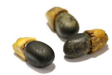 Afzelia xylocarpa seeds isolated on the white background