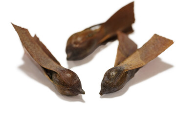 Shorea roxburghii seeds isolated on the white background