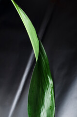 Vertical image.Beauty template.Fresh green exotic leaf against black surface