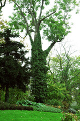 Fototapeta na wymiar Big green tree in the center of Prague