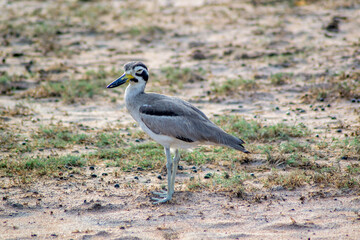 Sri Lankan wild birds 
