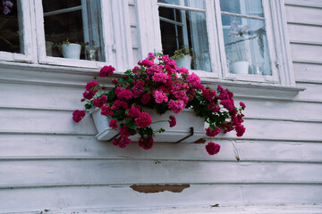 Flowerpot with pink flowers in Stavanger