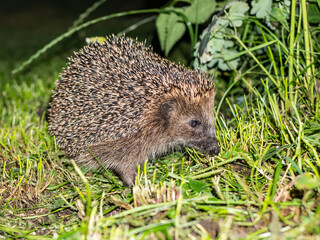 Igel (Erinaceidae) bei Dämmerung auf dem Rasen eines Gartens