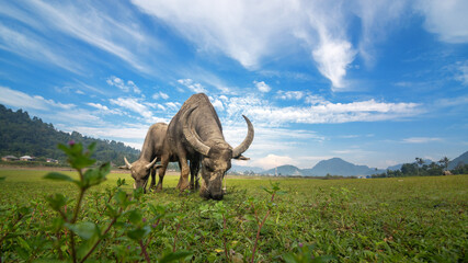 Fototapeta premium buffalo in the meadow