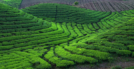 Beautiful Tea Field in Indonesia