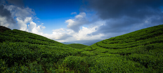 Obraz premium Beautiful Tea Field in Indonesia