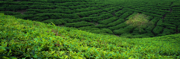 Fototapeta na wymiar Beautiful Tea Field in Indonesia
