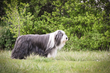 Portrait of bearded collie in the nature. Autumn photoshooting in park.
