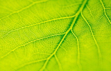 Green leaf with tree as abstract background.