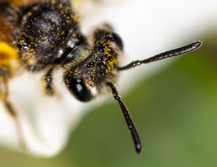 Closeup a bee on a yellow flower