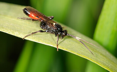 Fototapeta premium A fly on a green leaf on nature.