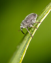 Close-up of a beetle on a plant