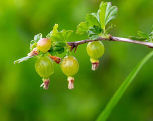 Close up of green gooseberries on a plant