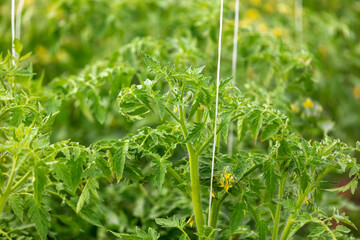 Tomato plants in a greenhouse in a vegetable garden.
