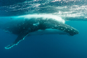 Humpback whale exhaling near the surface, Pacific Ocean, Kingdom of Tonga.