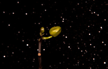 Closed Orchid Bud on a black background. Green Bud.