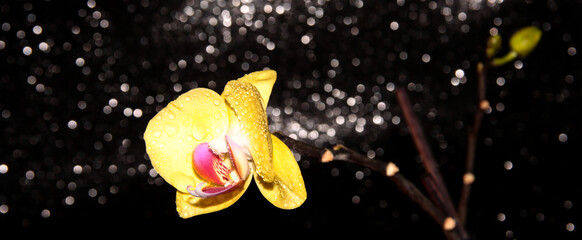 Yellow Orchid on a shiny black background. Flower on a dark background.