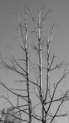 branches of a tree
