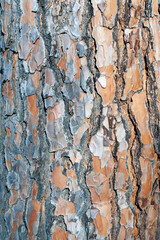 Corteza de un &aacute;rbol