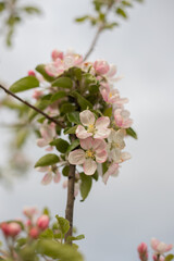 Spring Apple blossom
