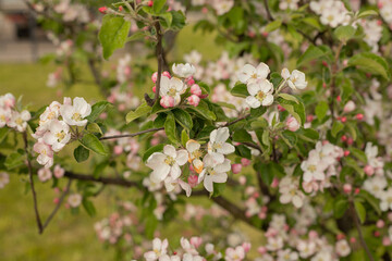 Spring Apple blossom