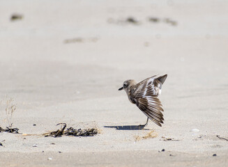 New Zealand Dotterel Bird at Tawharanui Beach and Regional Park, Auckland New Zealand; Wildlife at...