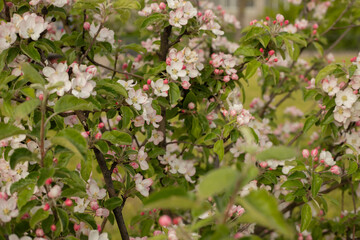 Spring Apple blossom