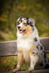 Australian shepherd is sitting on bench. It is autumn atmosphere and she is so fluffy.