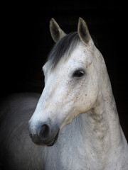 Obraz na płótnie Canvas Native Pony Headshot