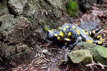 Amphibian with black yellow skin. Fire salamander
