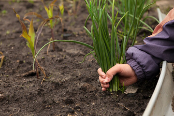 hand pull out fresh green onion with roots just torn out of the ground. harvest