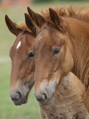 Two Rare Breed Foals