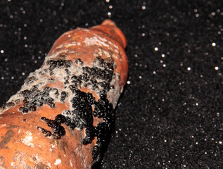 Carrot in mold on a black background. A spoiled food product.