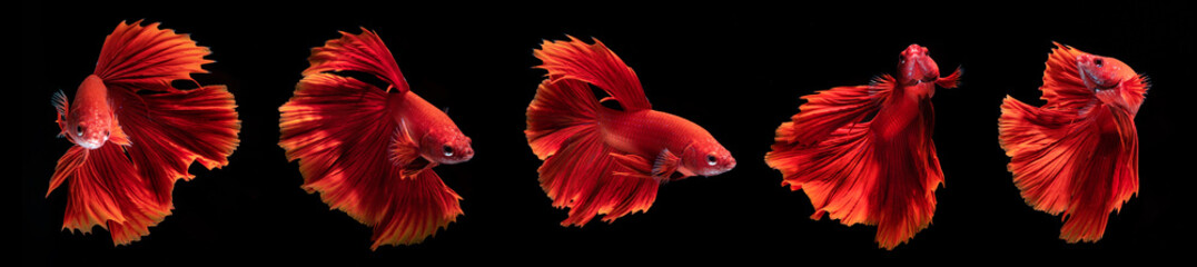 Fototapeta premium Beautiful Red Betta Fish in Aquarium