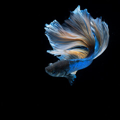Fototapeta premium Beautiful blue betta fish