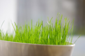 Home lawn in flower pots