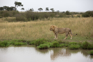 A subadult Lion  near a water body at Masai Mara, Kenya