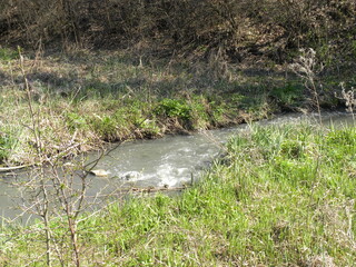 
Forest river in a ravine