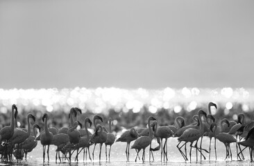 Lesser Flamingos at Lake Bogoria in the morning hours with reflection of light on water at the backdrop, Kenya