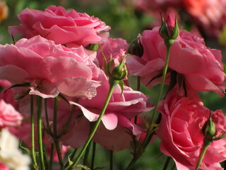 Bouquet of pink roses. Flowers in the garden close-up in the sunset light of the sun