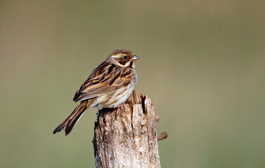 Reed bunting collecting food for its chicks