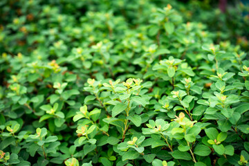green leaves background