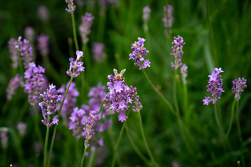 lavender flowers in the field