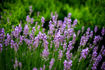 field of lavender flowers